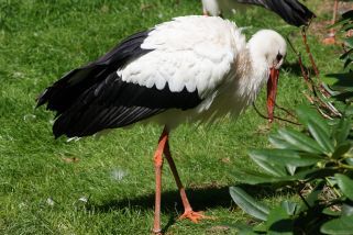 Ciconia ciconia - Weißstorch